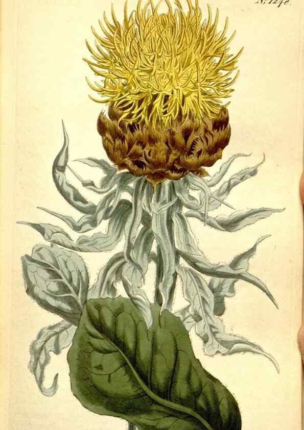 Reproducción/Reproduction 35004938992: Curtis's botanical magazine.. London ; New York [etc.] :Academic Press [etc.]