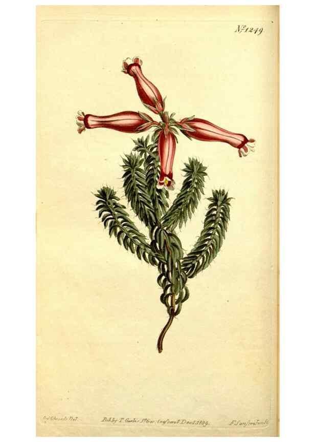Reproducción/Reproduction 35004940892: Curtis's botanical magazine.. London ; New York [etc.] :Academic Press [etc.]