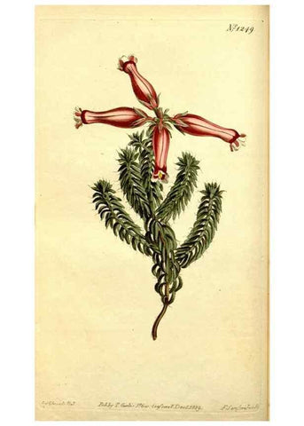 Reproducción/Reproduction 35004940892: Curtis's botanical magazine.. London ; New York [etc.] :Academic Press [etc.]