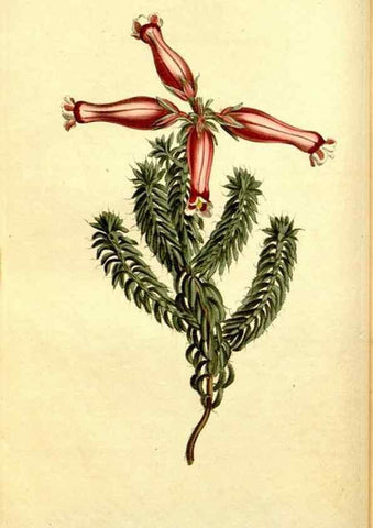 Reproducción/Reproduction 35004940892: Curtis's botanical magazine.. London ; New York [etc.] :Academic Press [etc.]