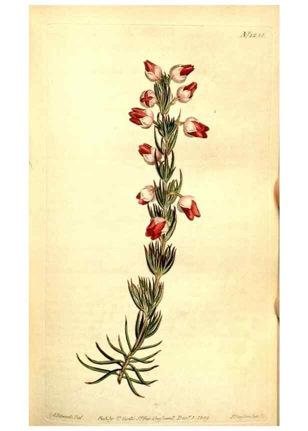 Reproducción/Reproduction 35004942902: Curtis's botanical magazine.. London ; New York [etc.] :Academic Press [etc.]