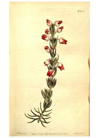 Reproducción/Reproduction 35004942902: Curtis's botanical magazine.. London ; New York [etc.] :Academic Press [etc.]