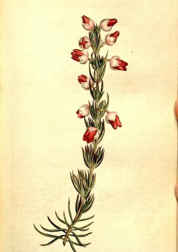 Reproducción/Reproduction 35004942902: Curtis's botanical magazine.. London ; New York [etc.] :Academic Press [etc.]