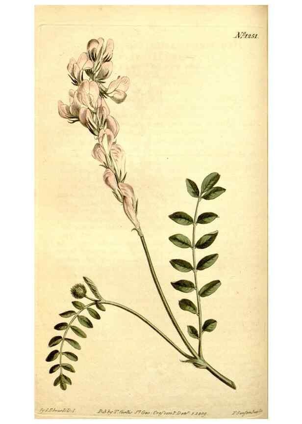 Reproducción/Reproduction 35004944872: Curtis's botanical magazine.. London ; New York [etc.] :Academic Press [etc.]