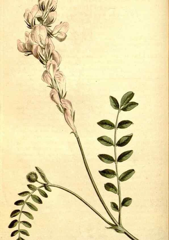 Reproducción/Reproduction 35004944872: Curtis's botanical magazine.. London ; New York [etc.] :Academic Press [etc.]
