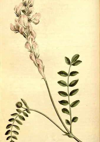 Reproducción/Reproduction 35004944872: Curtis's botanical magazine.. London ; New York [etc.] :Academic Press [etc.]