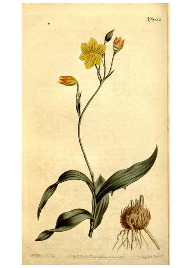 Reproducción/Reproduction 35129891506: Curtis's botanical magazine.. London ; New York [etc.] :Academic Press [etc.]