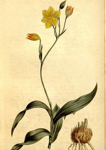 Reproducción/Reproduction 35129891506: Curtis's botanical magazine.. London ; New York [etc.] :Academic Press [etc.]