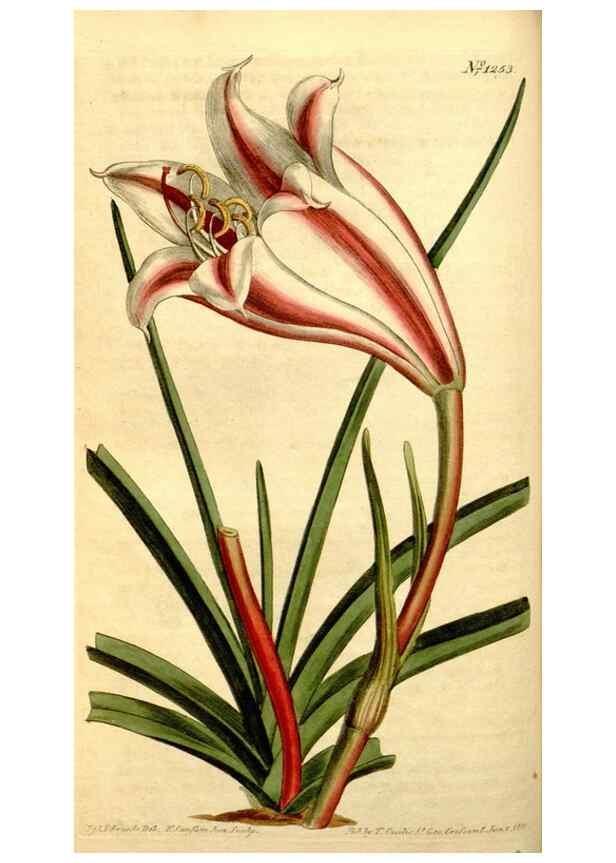 Reproducción/Reproduction 35129892846: Curtis's botanical magazine.. London ; New York [etc.] :Academic Press [etc.]