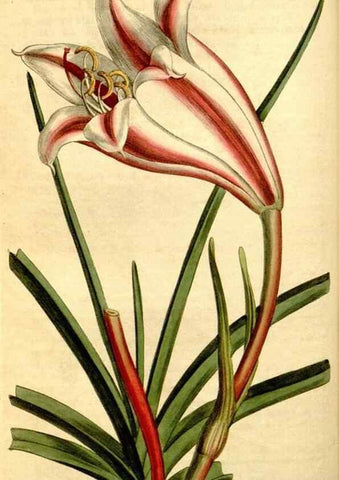 Reproducción/Reproduction 35129892846: Curtis's botanical magazine.. London ; New York [etc.] :Academic Press [etc.]