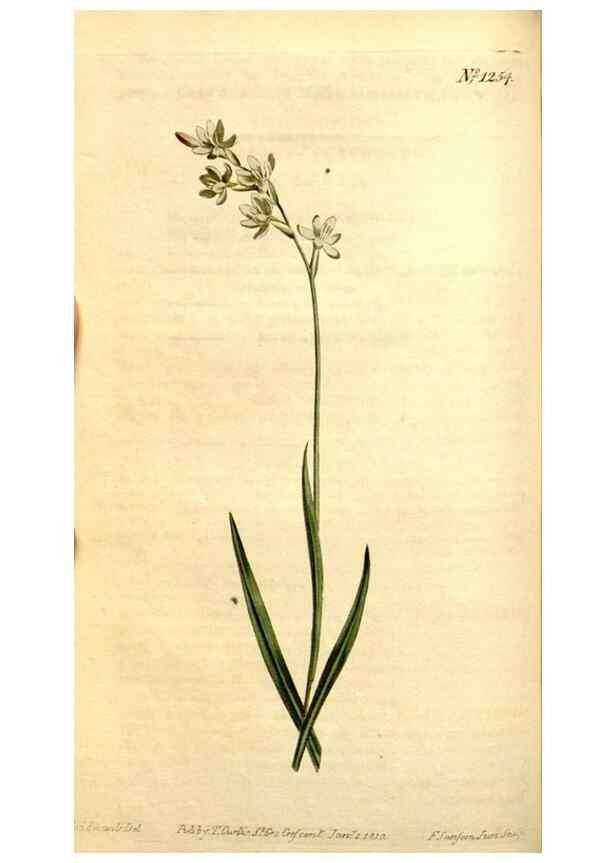 Reproducción/Reproduction 34324837714: Curtis's botanical magazine.. London ; New York [etc.] :Academic Press [etc.]