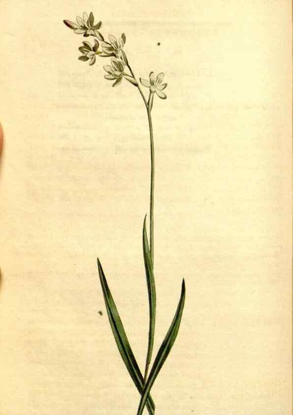 Reproducción/Reproduction 34324837714: Curtis's botanical magazine.. London ; New York [etc.] :Academic Press [etc.]