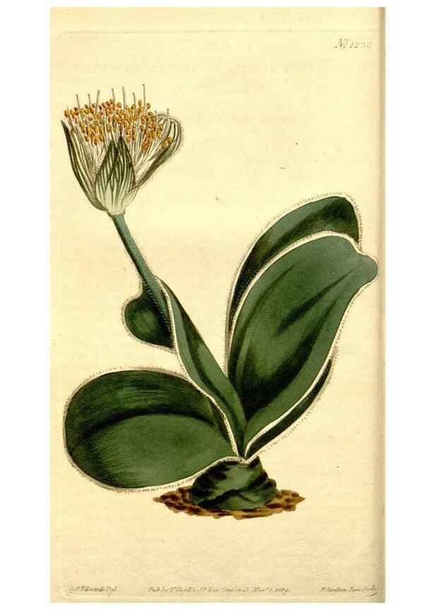Reproducción/Reproduction 35129868466: Curtis's botanical magazine.. London ; New York [etc.] :Academic Press [etc.]