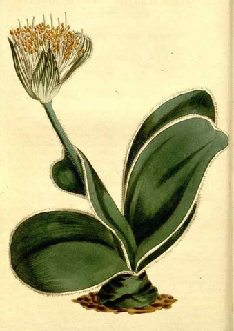 Reproducción/Reproduction 35129868466: Curtis's botanical magazine.. London ; New York [etc.] :Academic Press [etc.]