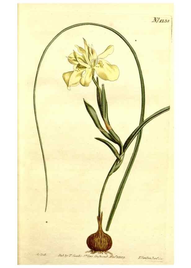 Reproducción/Reproduction 34360186913: Curtis's botanical magazine.. London ; New York [etc.] :Academic Press [etc.]