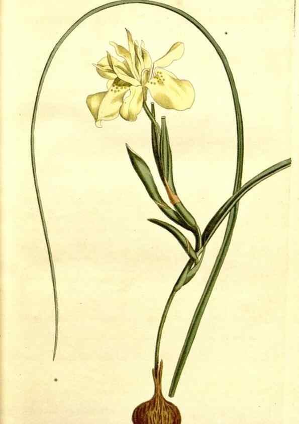 Reproducción/Reproduction 34360186913: Curtis's botanical magazine.. London ; New York [etc.] :Academic Press [etc.]