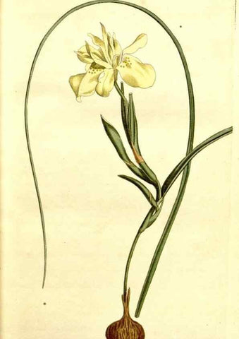 Reproducción/Reproduction 34360186913: Curtis's botanical magazine.. London ; New York [etc.] :Academic Press [etc.]