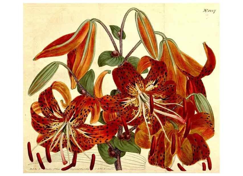 Reproducción/Reproduction 35004918582: Curtis's botanical magazine.. London ; New York [etc.] :Academic Press [etc.]