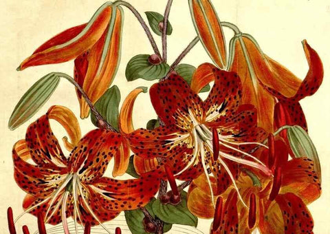 Reproducción/Reproduction 35004918582: Curtis's botanical magazine.. London ; New York [etc.] :Academic Press [etc.]