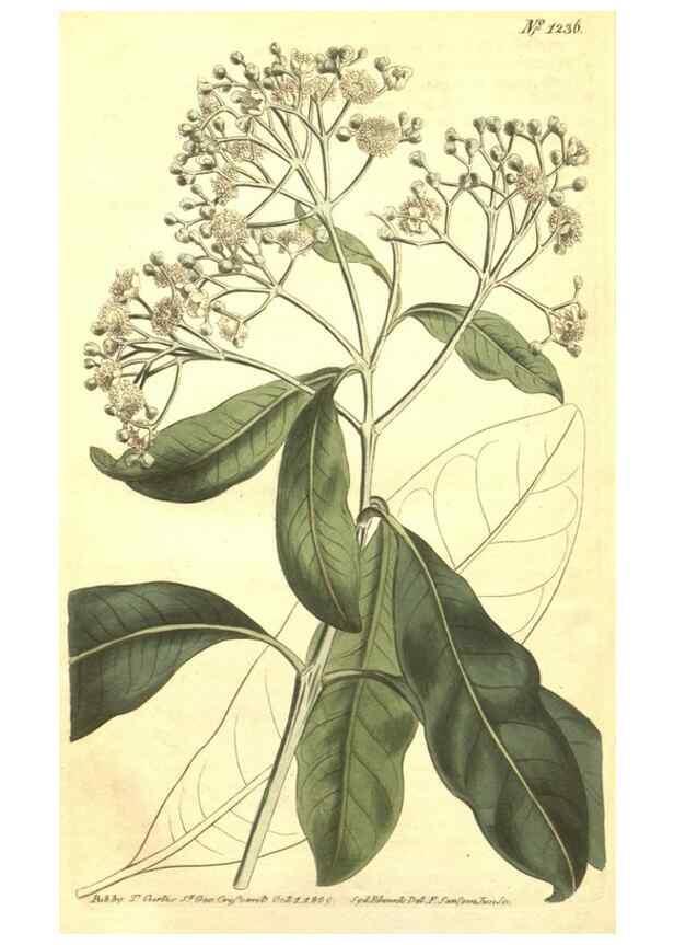 Reproducción/Reproduction 35004855682: Curtis's botanical magazine.. London ; New York [etc.] :Academic Press [etc.]
