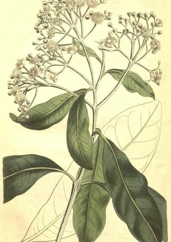 Reproducción/Reproduction 35004855682: Curtis's botanical magazine.. London ; New York [etc.] :Academic Press [etc.]
