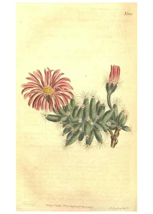 Reproducción/Reproduction 34324688774: Curtis's botanical magazine.. London ; New York [etc.] :Academic Press [etc.]