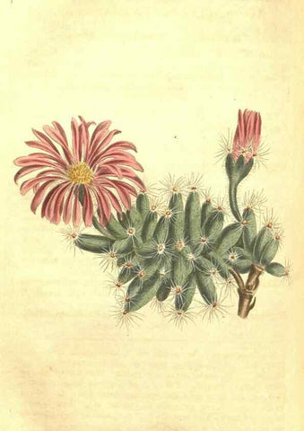 Reproducción/Reproduction 34324688774: Curtis's botanical magazine.. London ; New York [etc.] :Academic Press [etc.]