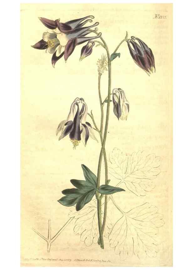 Reproducción/Reproduction 35038940021: Curtis's botanical magazine.. London ; New York [etc.] :Academic Press [etc.]