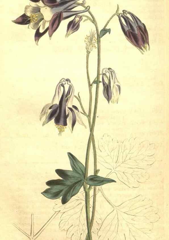Reproducción/Reproduction 35038940021: Curtis's botanical magazine.. London ; New York [etc.] :Academic Press [etc.]