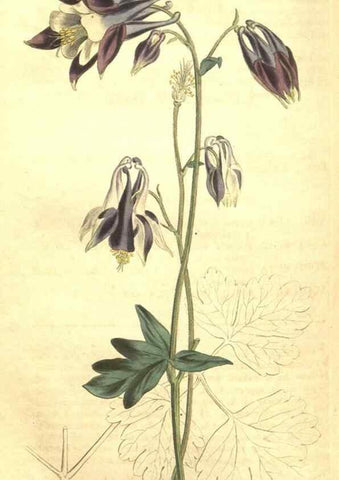 Reproducción/Reproduction 35038940021: Curtis's botanical magazine.. London ; New York [etc.] :Academic Press [etc.]