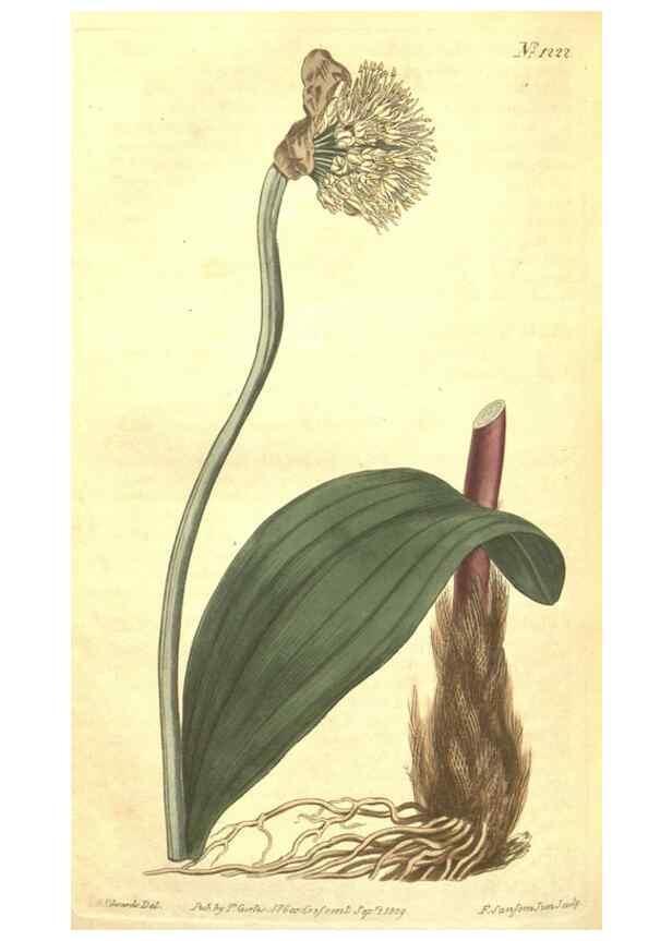 Reproducción/Reproduction 35038942601: Curtis's botanical magazine.. London ; New York [etc.] :Academic Press [etc.]