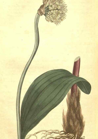 Reproducción/Reproduction 35038942601: Curtis's botanical magazine.. London ; New York [etc.] :Academic Press [etc.]
