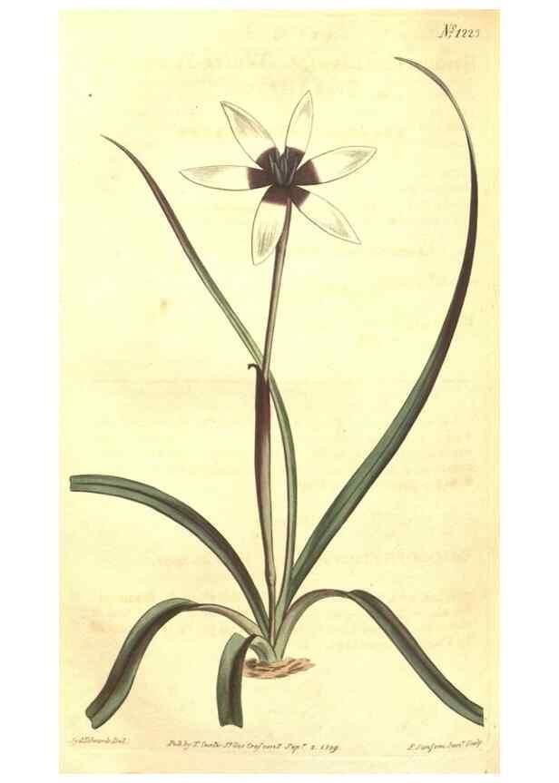 Reproducción/Reproduction 35004825722: Curtis's botanical magazine.. London ; New York [etc.] :Academic Press [etc.]