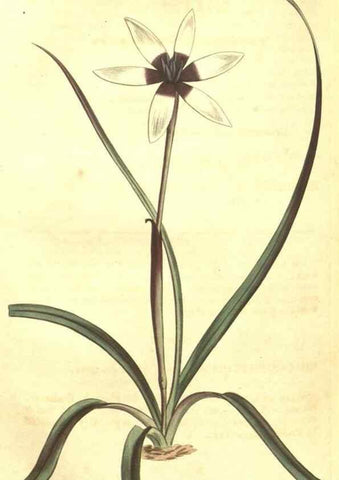 Reproducción/Reproduction 35004825722: Curtis's botanical magazine.. London ; New York [etc.] :Academic Press [etc.]