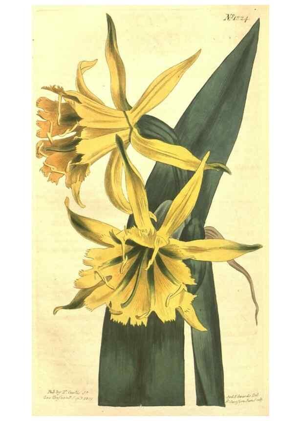 Reproducción/Reproduction 34360090893: Curtis's botanical magazine.. London ; New York [etc.] :Academic Press [etc.]