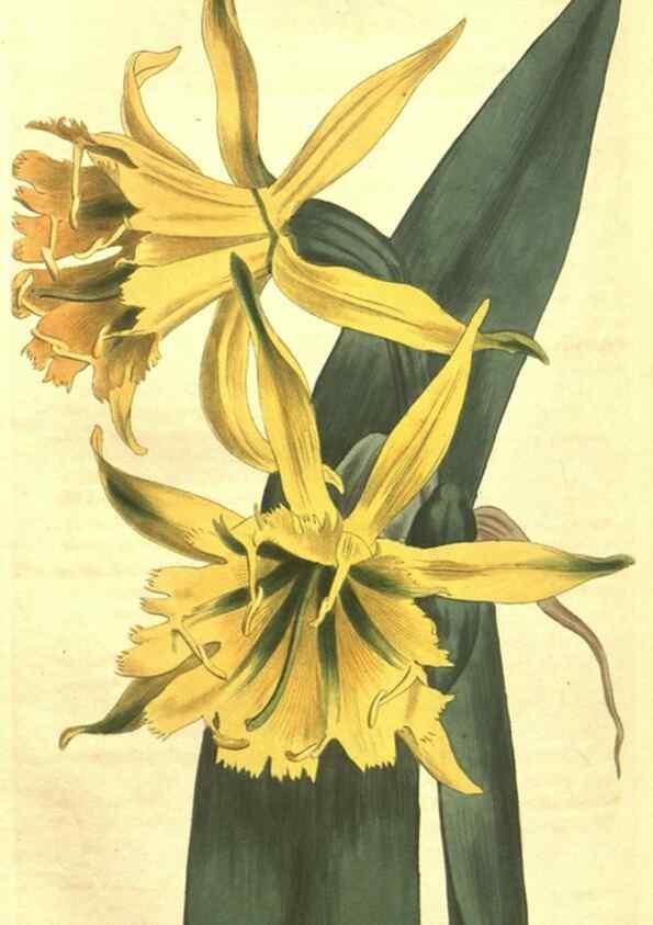 Reproducción/Reproduction 34360090893: Curtis's botanical magazine.. London ; New York [etc.] :Academic Press [etc.]