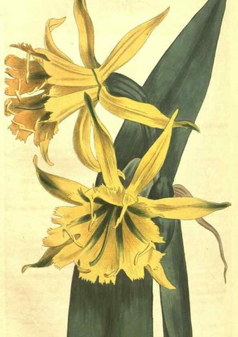 Reproducción/Reproduction 34360090893: Curtis's botanical magazine.. London ; New York [etc.] :Academic Press [etc.]