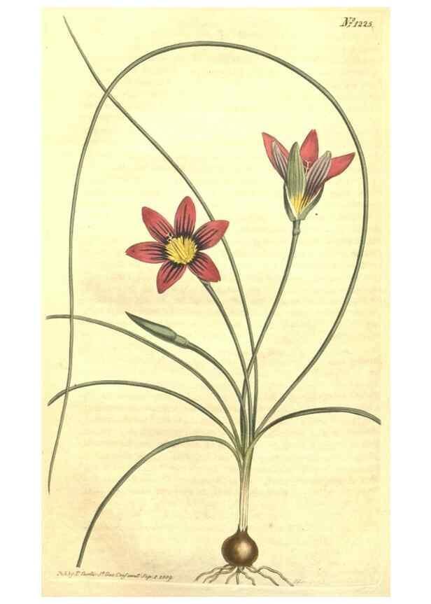 Reproducción/Reproduction 35004829972: Curtis's botanical magazine.. London ; New York [etc.] :Academic Press [etc.]