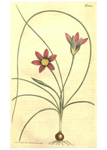 Reproducción/Reproduction 35004829972: Curtis's botanical magazine.. London ; New York [etc.] :Academic Press [etc.]