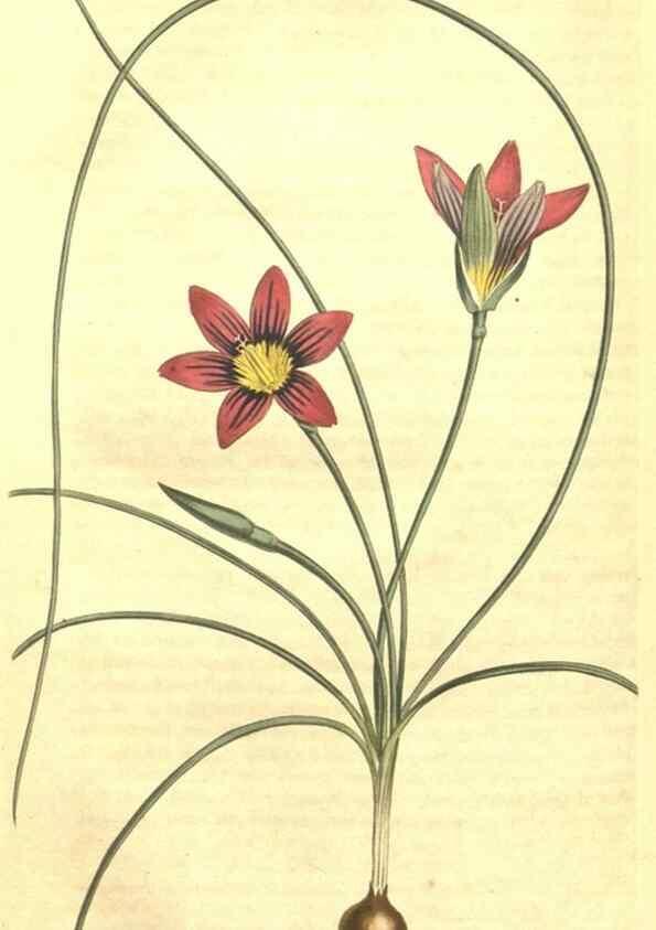 Reproducción/Reproduction 35004829972: Curtis's botanical magazine.. London ; New York [etc.] :Academic Press [etc.]