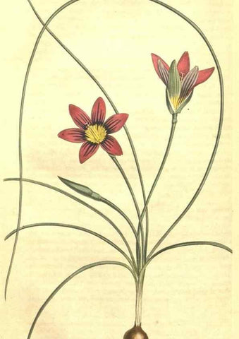 Reproducción/Reproduction 35004829972: Curtis's botanical magazine.. London ; New York [etc.] :Academic Press [etc.]