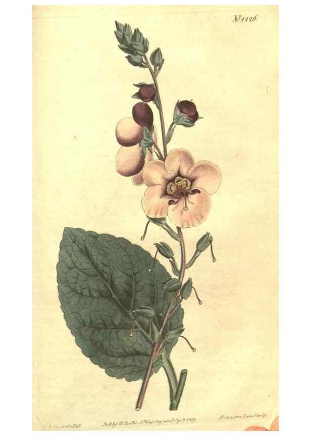 Reproducción/Reproduction 35004832052: Curtis's botanical magazine.. London ; New York [etc.] :Academic Press [etc.]