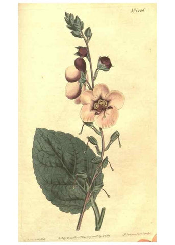 Reproducción/Reproduction 35004832052: Curtis's botanical magazine.. London ; New York [etc.] :Academic Press [etc.]