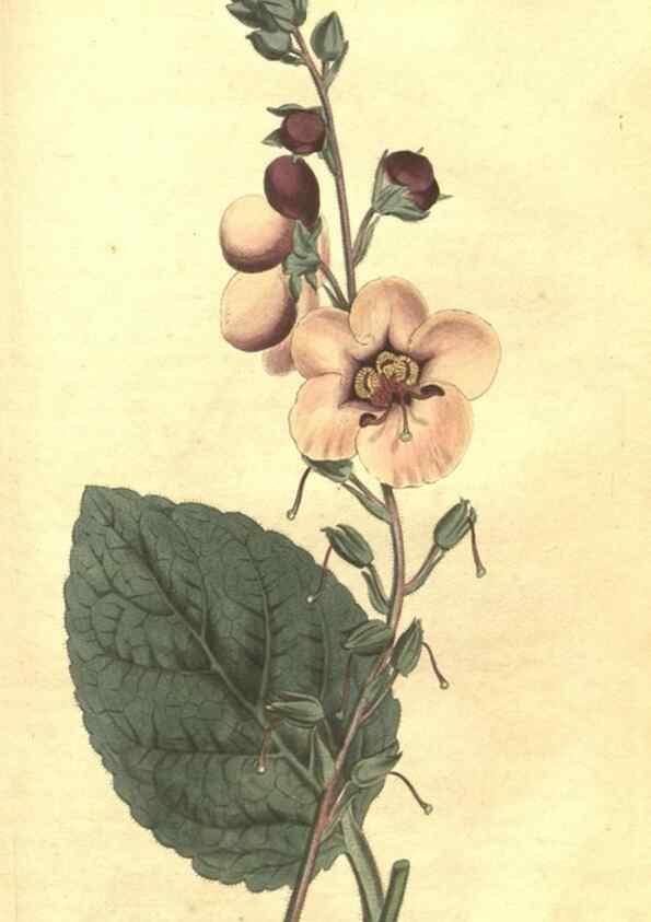 Reproducción/Reproduction 35004832052: Curtis's botanical magazine.. London ; New York [etc.] :Academic Press [etc.]