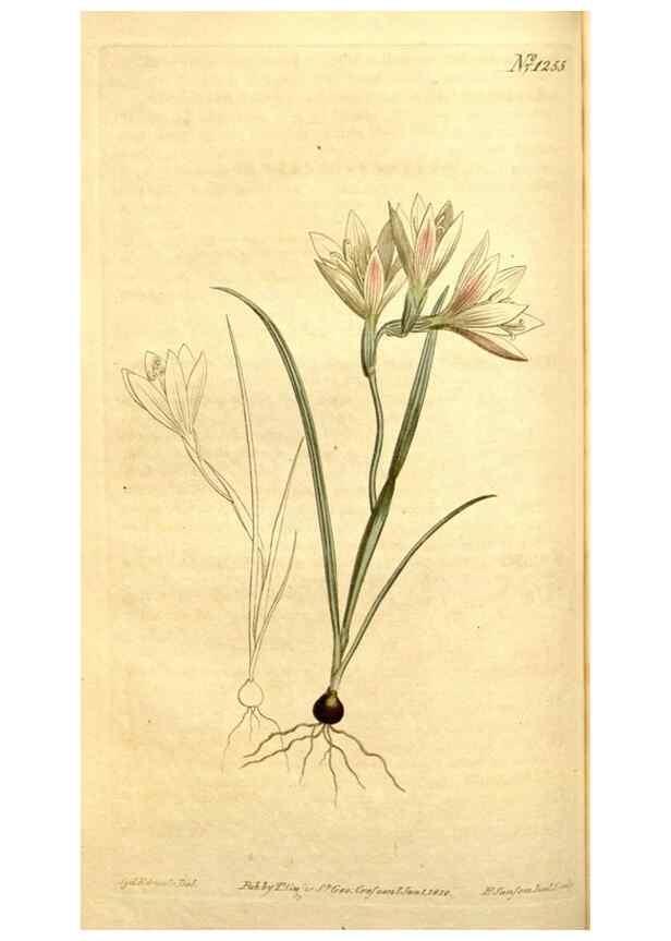 Reproducción/Reproduction 35129895836: Curtis's botanical magazine.. London ; New York [etc.] :Academic Press [etc.]