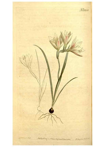 Reproducción/Reproduction 35129895836: Curtis's botanical magazine.. London ; New York [etc.] :Academic Press [etc.]