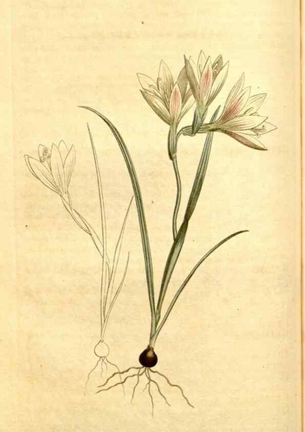 Reproducción/Reproduction 35129895836: Curtis's botanical magazine.. London ; New York [etc.] :Academic Press [etc.]