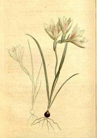 Reproducción/Reproduction 35129895836: Curtis's botanical magazine.. London ; New York [etc.] :Academic Press [etc.]