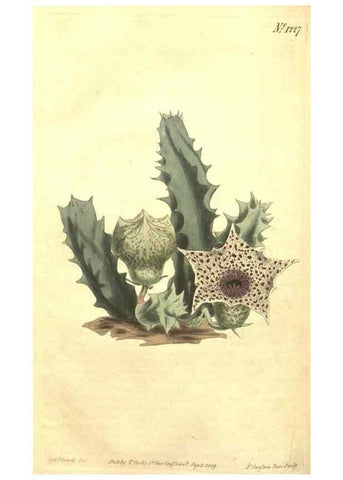 Reproducción/Reproduction 34324708114: Curtis's botanical magazine.. London ; New York [etc.] :Academic Press [etc.]