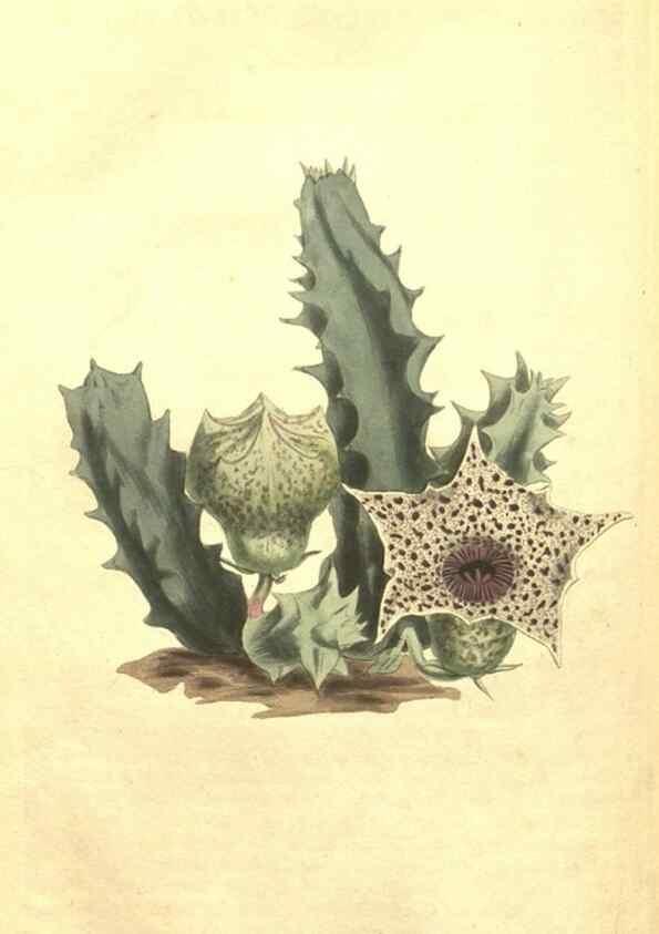 Reproducción/Reproduction 34324708114: Curtis's botanical magazine.. London ; New York [etc.] :Academic Press [etc.]